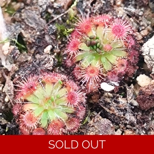 Drosera platystigma Jarrahwood, 10+ gemmae